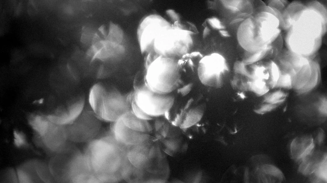 Salzburg Festival 2025 Chamber Concert Vienna Philharmonic